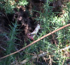 Chorthippus binotatus