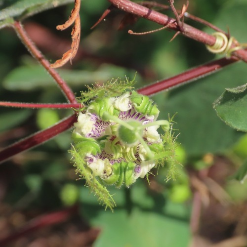 Pepe (Passiflora foetida)