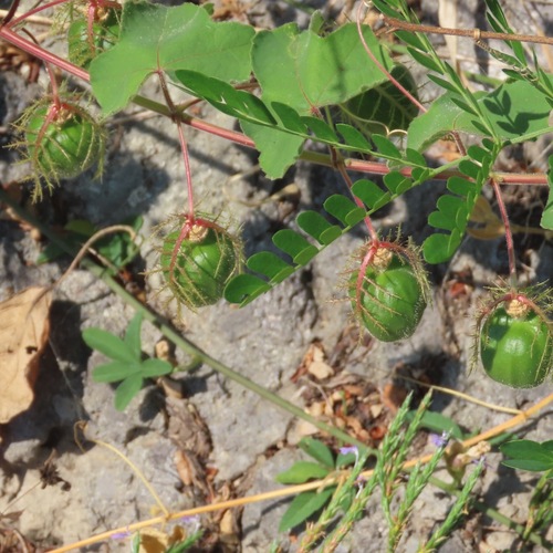 Pepe (Passiflora foetida)