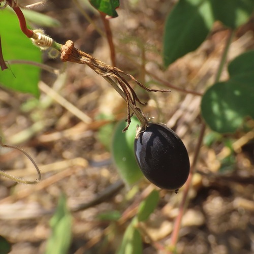 Passiflora viridiflora (Passiflora viridiflora)