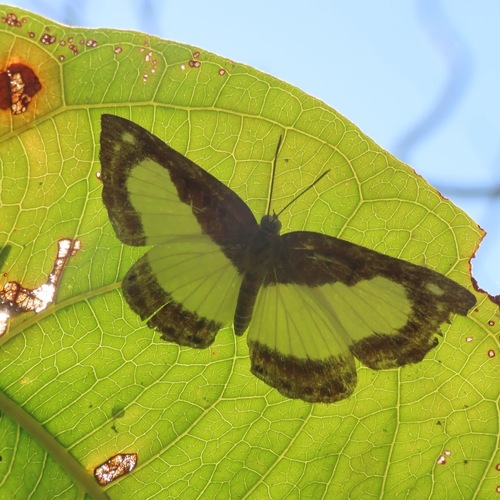Rusty Metalmark (Synargis mycone)