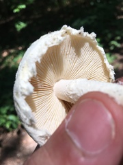 Amanita longipes