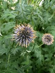 Echinops ritro