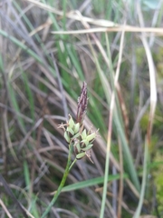 Carex rariflora