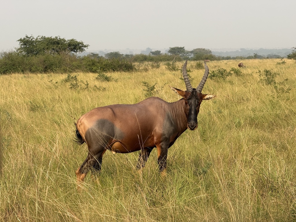 Damaliscus lunatus jimela, Queen Elizabeth National Park, Kinkiizi, Western, UG, by Ashley M Bradford