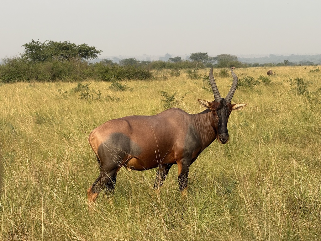 Damaliscus lunatus jimela, Queen Elizabeth National Park, Kinkiizi, Western, UG, by Ashley M Bradford