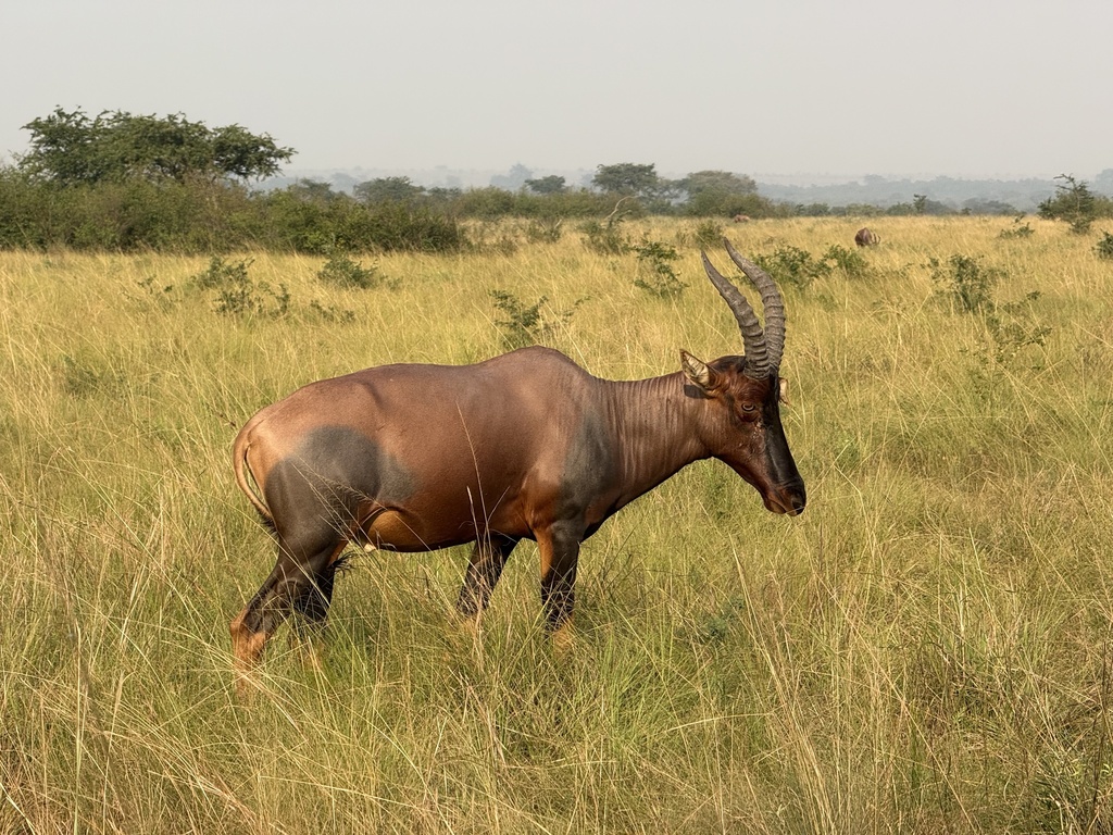 Damaliscus lunatus jimela, Queen Elizabeth National Park, Kinkiizi, Western, UG, by Ashley M Bradford