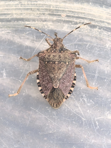 Halyomorpha halys