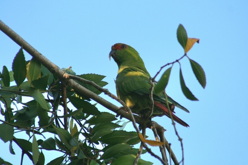 Slender-billed Parakeet (Enicognathus leptorhynchus)