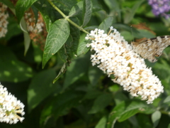 Buddleja davidii