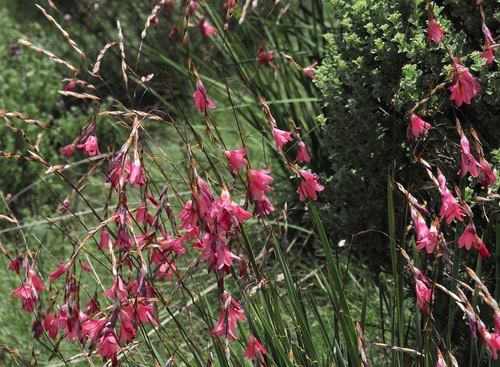 Foto de Dierama dracomontanum