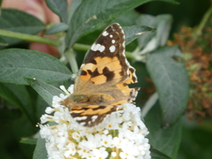 Vanessa cardui