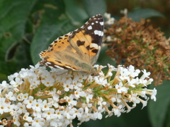 Vanessa cardui