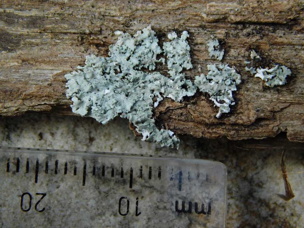 Physcia crispa
