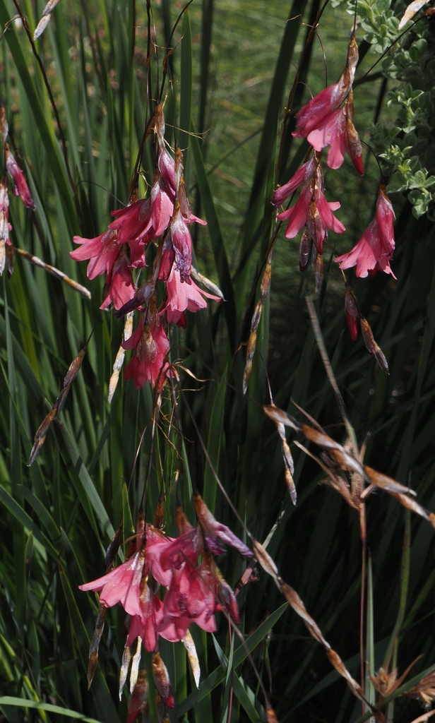 Foto de Dierama dracomontanum