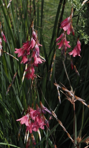 Dierama dracomontanum