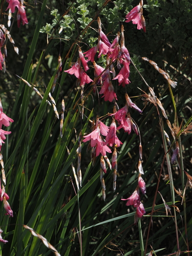 Foto de Dierama dracomontanum