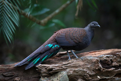 Polyplectron inopinatum