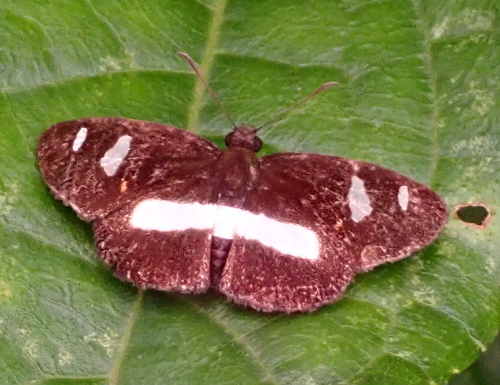 Paramimus scurra