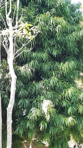 Foto de Pinheiro-de-buda