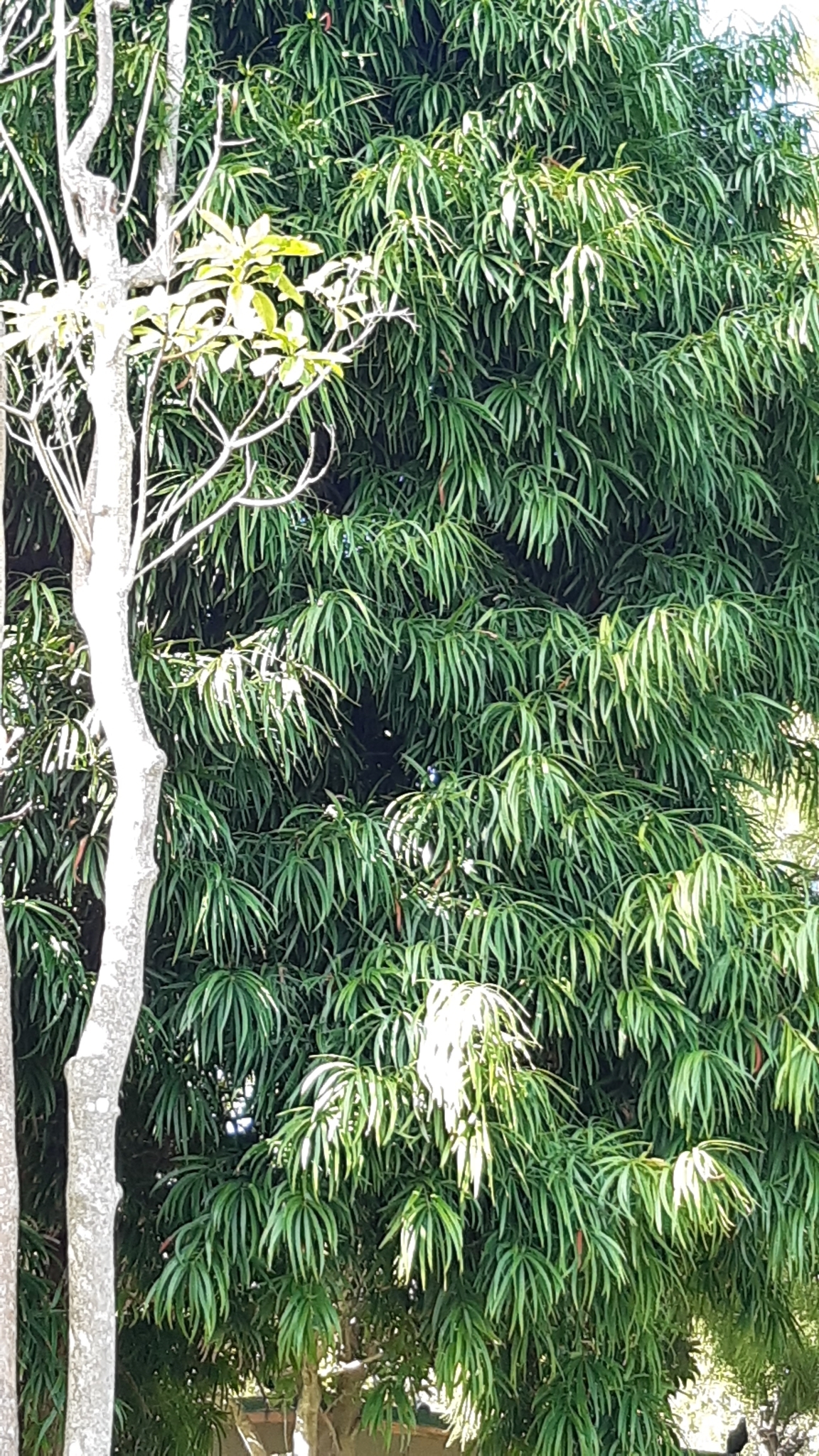 Imagem de Pinheiro-de-buda