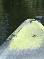 Dromogomphus spinosus