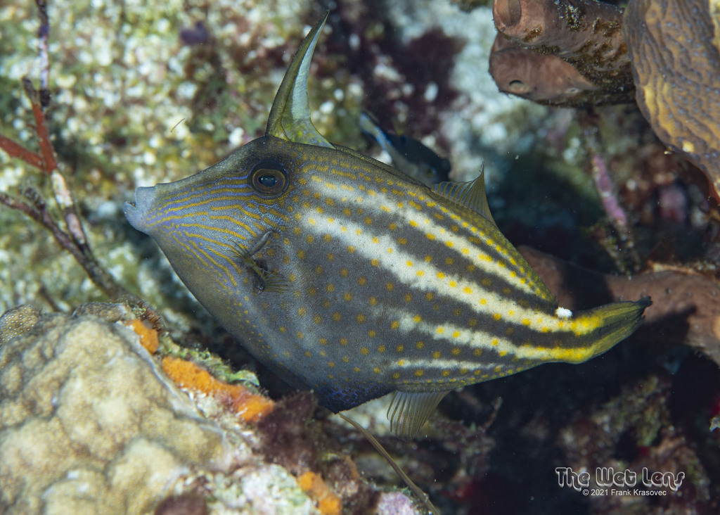 Orangespotted Filefish