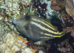 Orangespotted Filefish photo 1