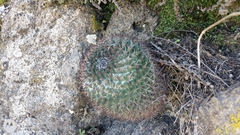 Mammillaria polythele