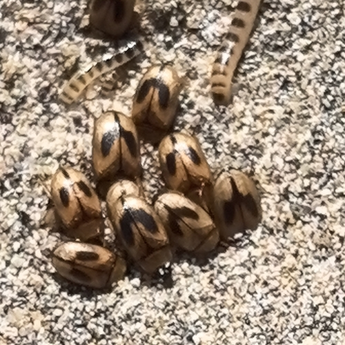 Phaleria debilis