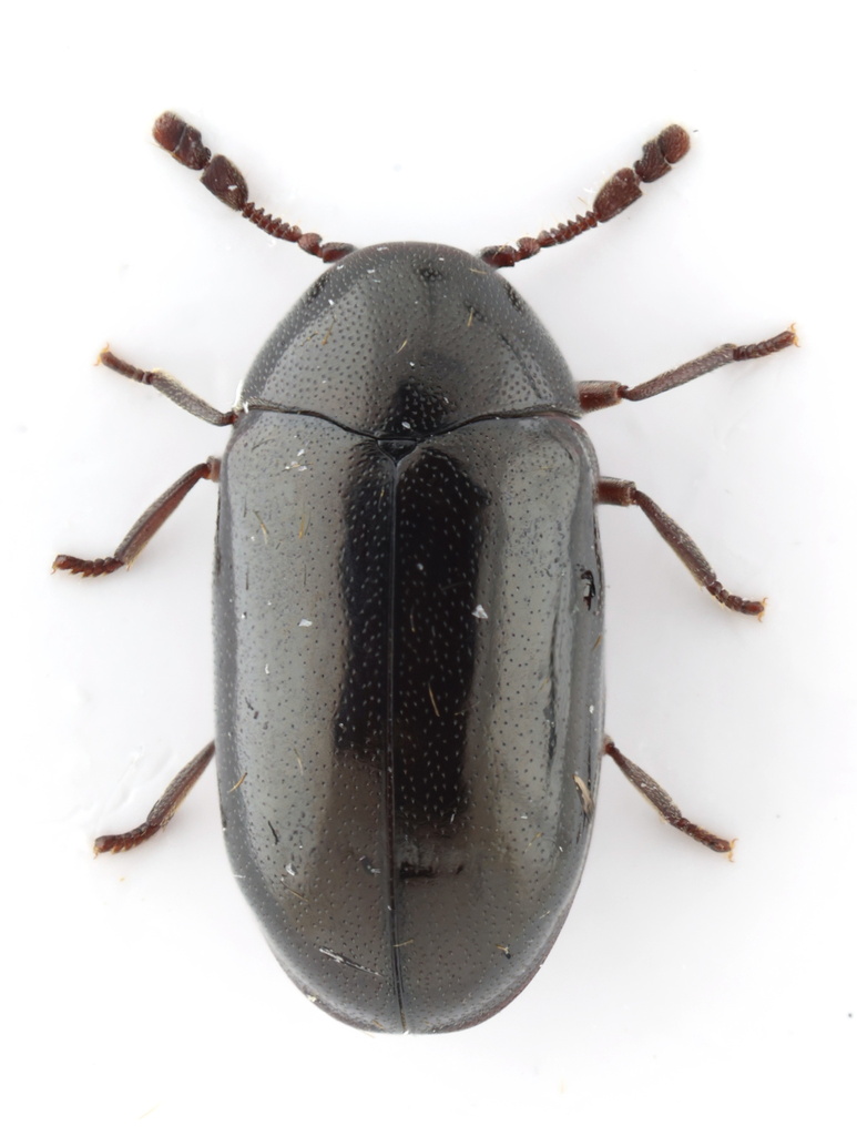 Calymmaderus
