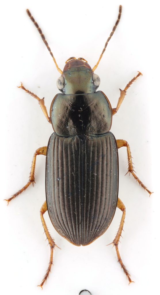 Selenophorus discopunctatus