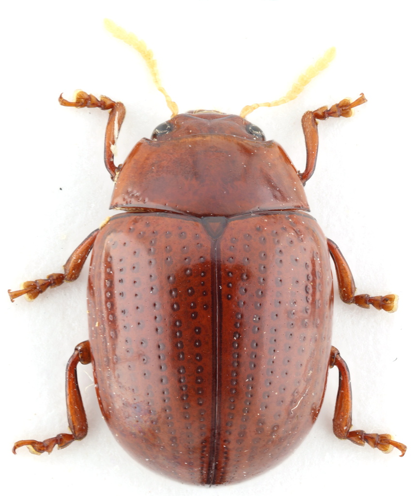 Leucocera