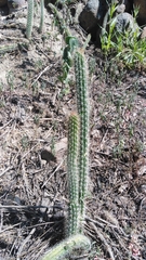 Nyctocereus serpentinus
