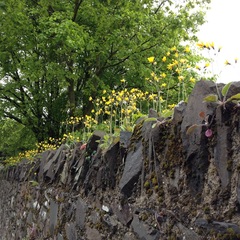 Hieracium sylvularum