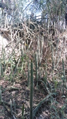 Nyctocereus serpentinus