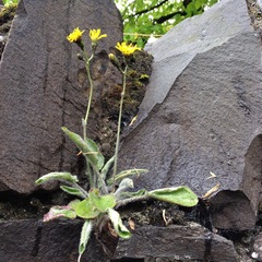 Hieracium sylvularum
