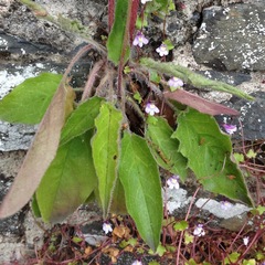 Hieracium sylvularum