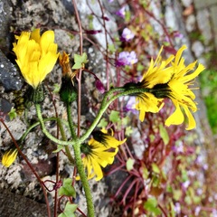 Hieracium sylvularum