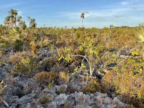 Cassytha filiformis iNat (2)