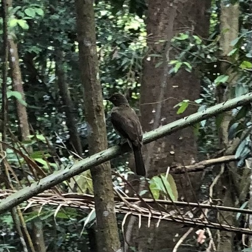 Cream-vented Bulbul (Pycnonotus simplex)