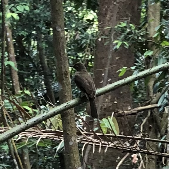 Cream-vented Bulbul (Pycnonotus simplex)