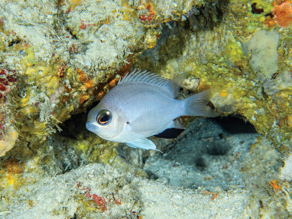 Chromis abadhah