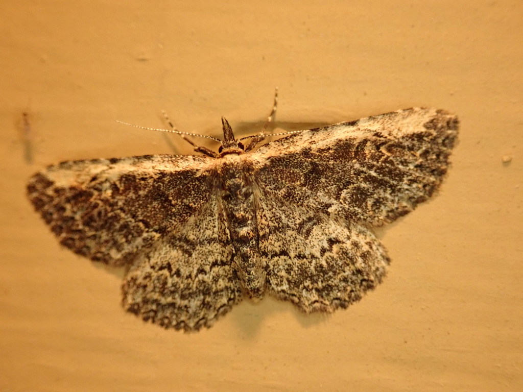 Pale-edged Snout Moth