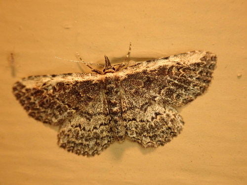 Pale-edged Snout Moth