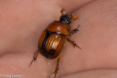 Bolbocerosoma elongatum