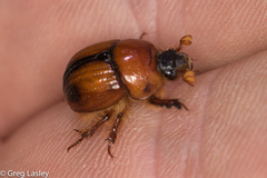 Bolbocerosoma elongatum