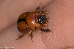 Bolbocerosoma elongatum