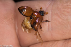 Bolbocerosoma elongatum