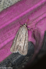 Catabenoides